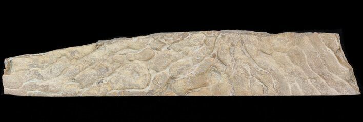 Pennsylvanian, Fossil Microbial Mat - Oklahoma #41117